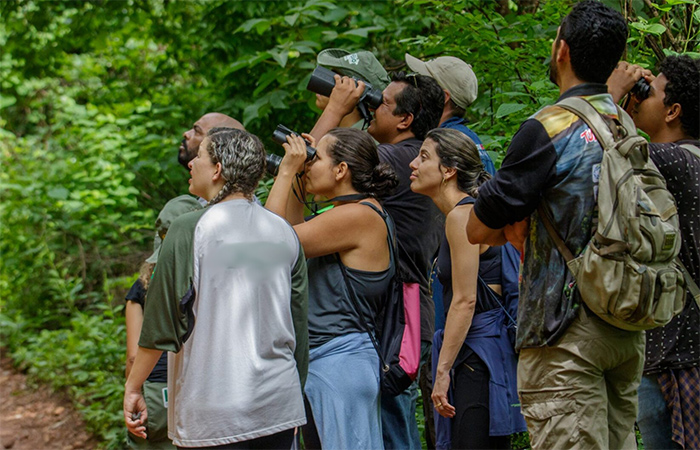 Observação de Pássaros